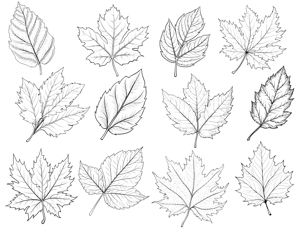 12 Black and white leaf clipart PNGs
